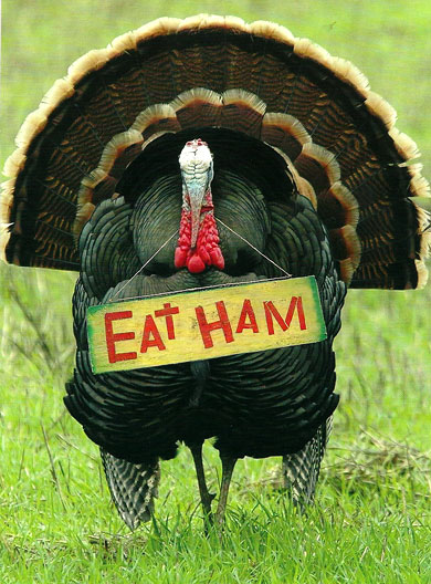 Turkey Until next year...
